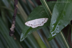 Scopula propinquaria