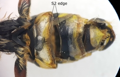 Nomada bifasciata