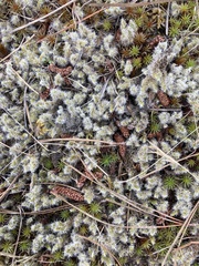 Racomitrium pruinosum