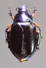 Strigoderma auriventris