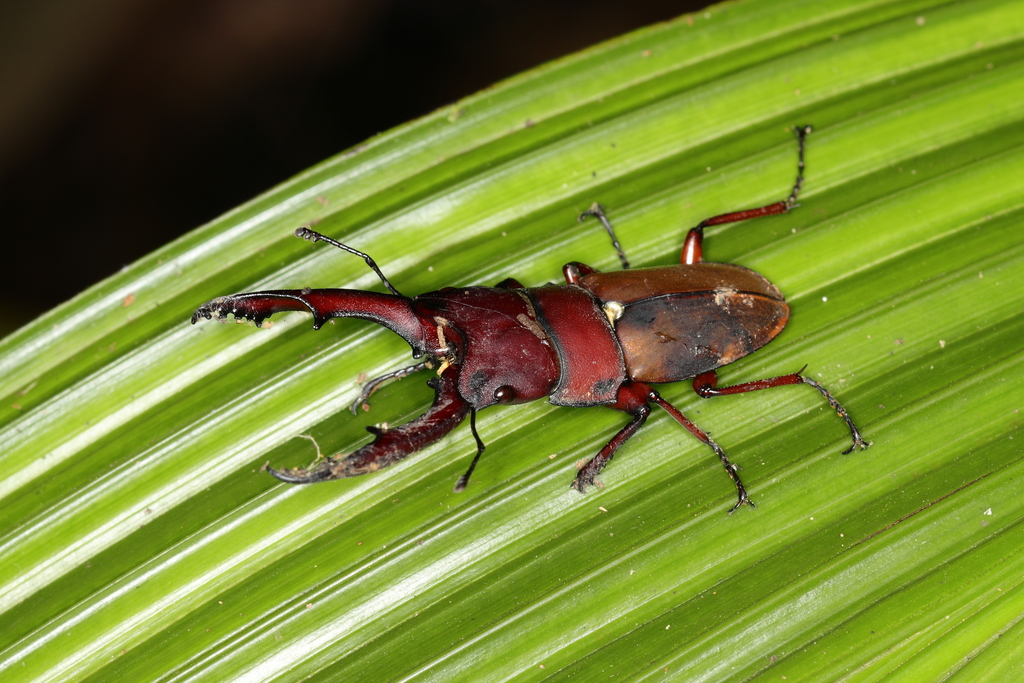 Leptinopterus burmeisteri