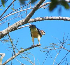 Buteo brachyurus
