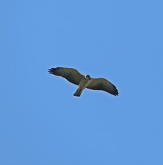 Buteo brachyurus
