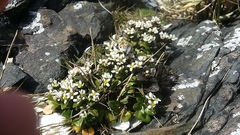 Cochlearia groenlandica
