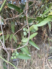 Smilax campestris