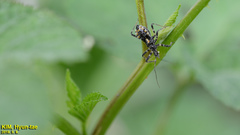 Sphedanolestes impressicollis
