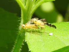 Strauzia longitudinalis