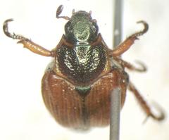 Strigoderma castor
