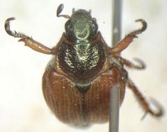 Strigoderma castor