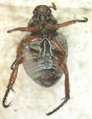 Strigoderma castor