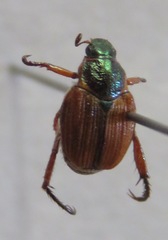 Strigoderma castor