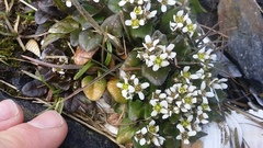Cochlearia groenlandica