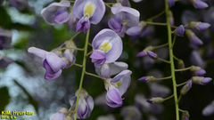 Wisteria floribunda