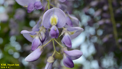 Wisteria floribunda