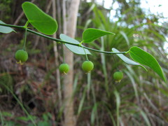 Dendrophyllanthus serpentinus