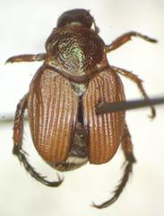 Strigoderma castor