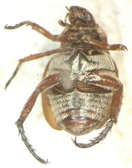 Strigoderma castor