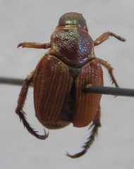 Strigoderma castor