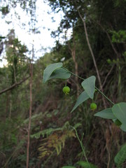 Dendrophyllanthus serpentinus
