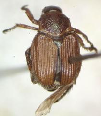 Strigoderma castor