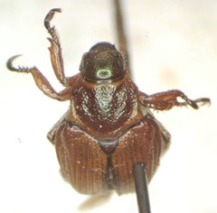 Strigoderma castor