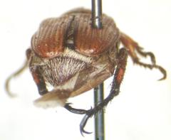 Strigoderma castor