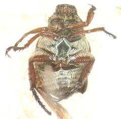 Strigoderma castor