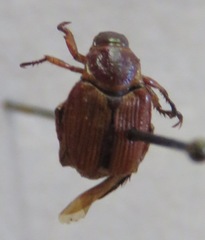 Strigoderma castor