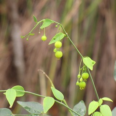 Dendrophyllanthus serpentinus