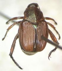 Strigoderma castor