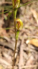 Pterostylis crebra