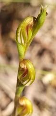 Pterostylis crebra