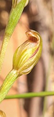 Pterostylis crebra