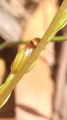 Pterostylis crebra
