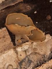 Peziza domiciliana