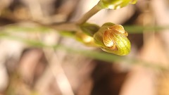 Pterostylis crebra