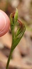 Pterostylis crebra