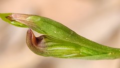 Pterostylis crebra