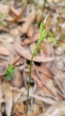 Pterostylis crebra