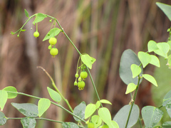 Dendrophyllanthus serpentinus