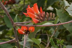 Erythrina breviflora