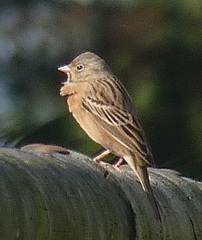 Emberiza caesia
