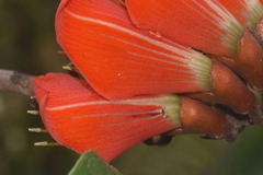 Erythrina breviflora