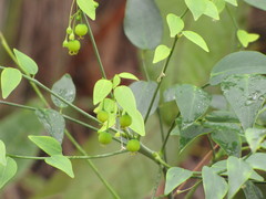 Dendrophyllanthus serpentinus