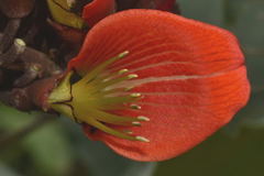 Erythrina breviflora