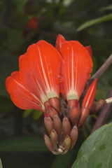 Erythrina breviflora