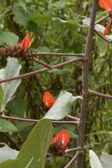 Erythrina breviflora