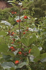 Erythrina breviflora