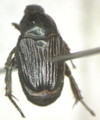 Strigoderma marginata