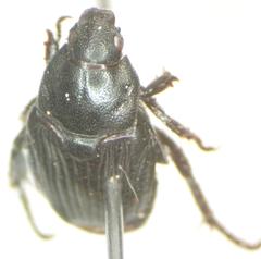 Strigoderma marginata